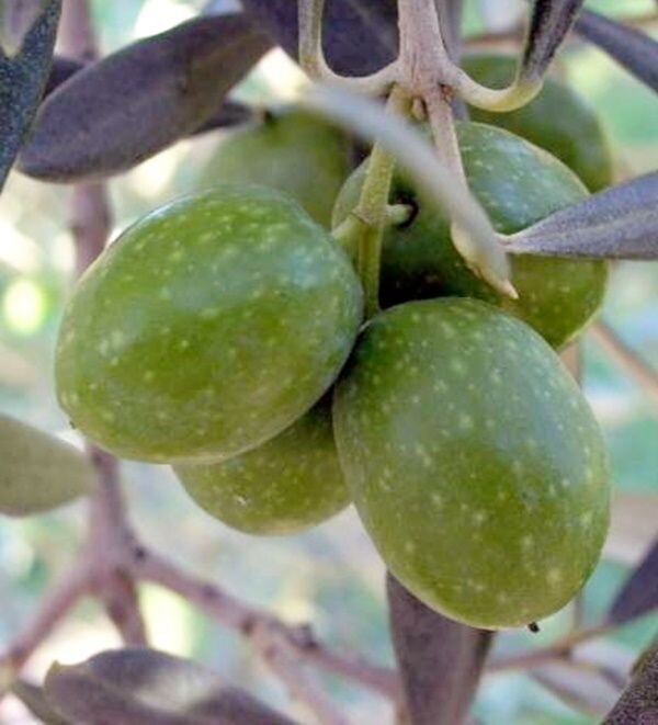 Planta de Olivo Variedad Hojiblanca. 60 - 80 cm