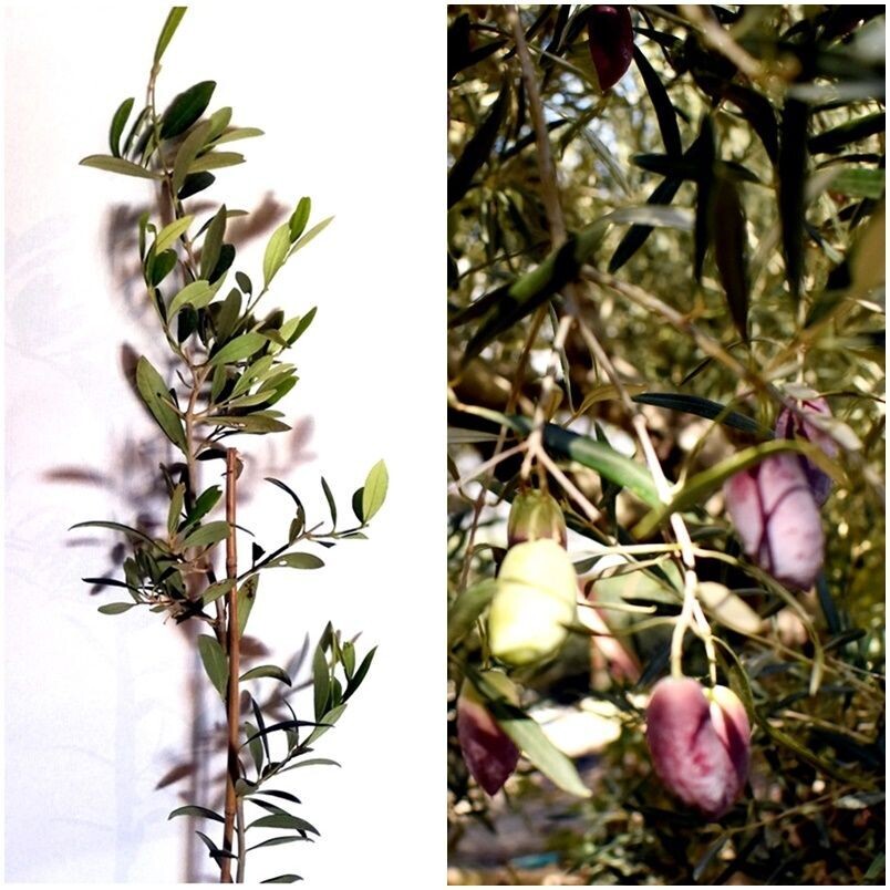 Olivo Cornezuelo de Jaén. Usada para aceitunas de mesa
