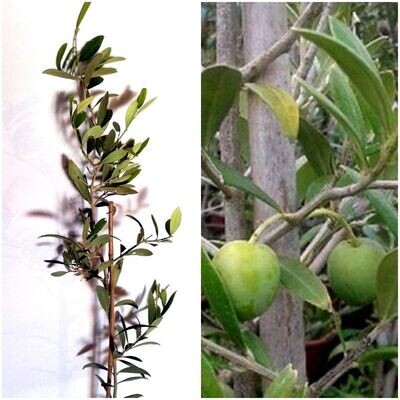 Planta de Frutal Olivo Gordal, OLEA Europaea.