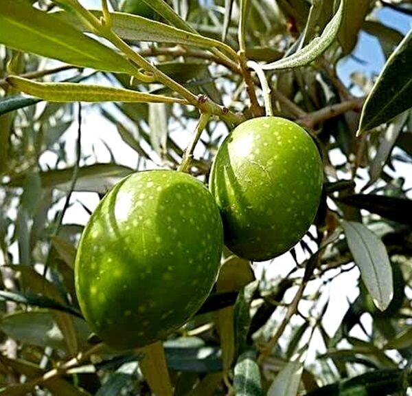 Planta Olivo Variedad Manzanilla. Olea Europaea