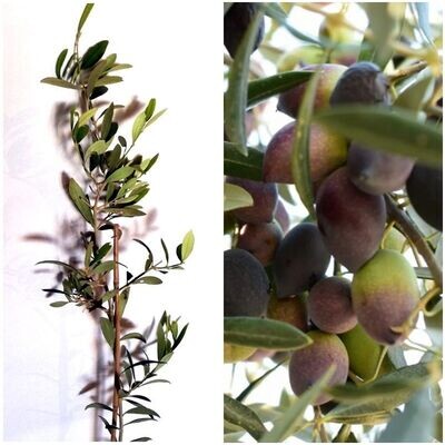 Planta de Olivo Nevado Fino. Producción elevada