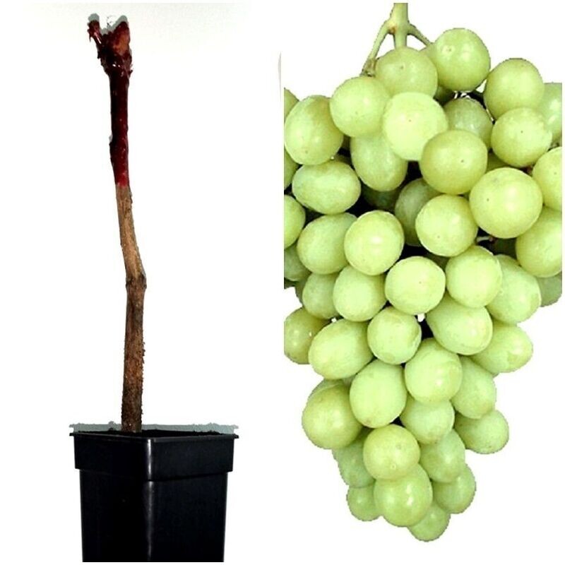 Planta Parra Uva de Mesa Superior Blanca Sin Pepitas