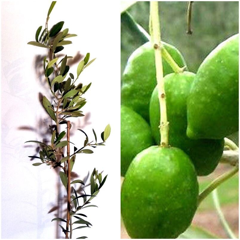Plantas de Olivo. Variedad Picual. Altura 40 - 50 cm
