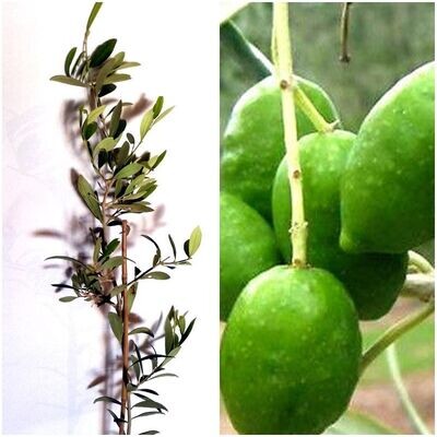 Plantas de Olivo. Variedad Picual. Altura 40 - 50 cm