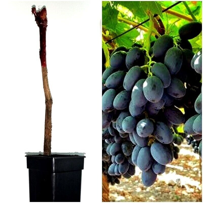 Planta Parra Uva Negra de Mesa Sin Pepitas. Autumn Royal