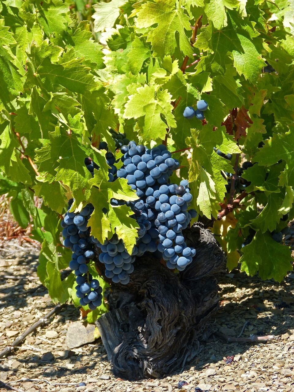 Planta de Vid Variedad Garnacha Tinta