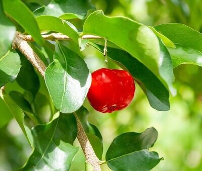 Planta de Frutal Acerolo Rojo. Crataegus Azarolus