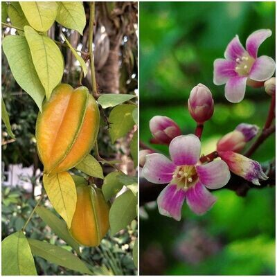 Planta Frutal Exótico Carambola. Averrhoa Carambola