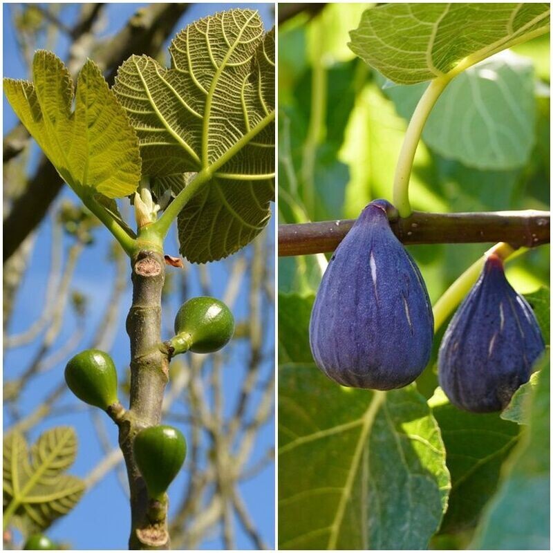 Arbol Frutal Higuera Breva e Higos. 2 Cosechas al año
