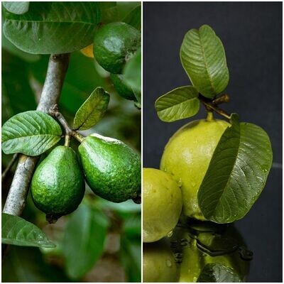 Frutal Guayaba Limón. Psidium Guajava. Frutal Tropical