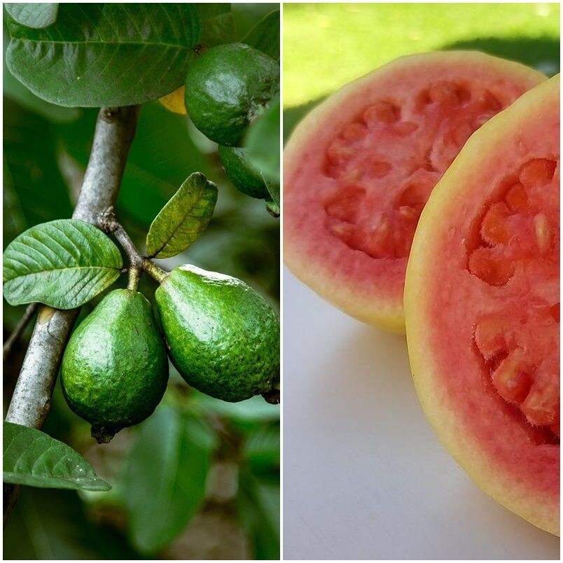 Frutal Guayaba Rosa. Psidium Guajava. Frutal Tropical