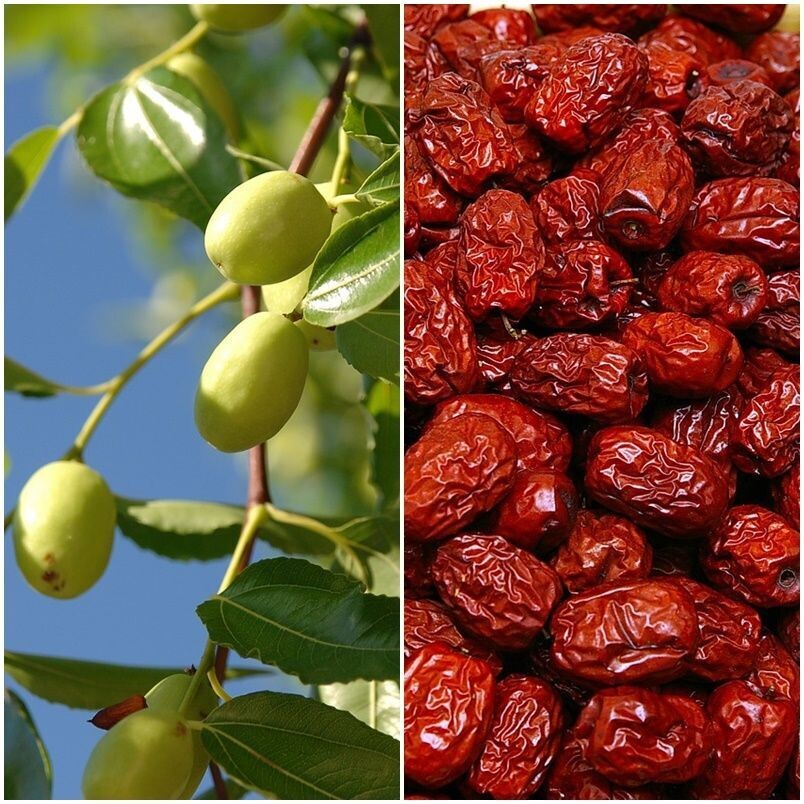 Árbol de Azufaifo Ziziphus Jujuba. Jijolero