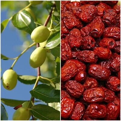 Árbol de Azufaifo Ziziphus Jujuba. Jijolero