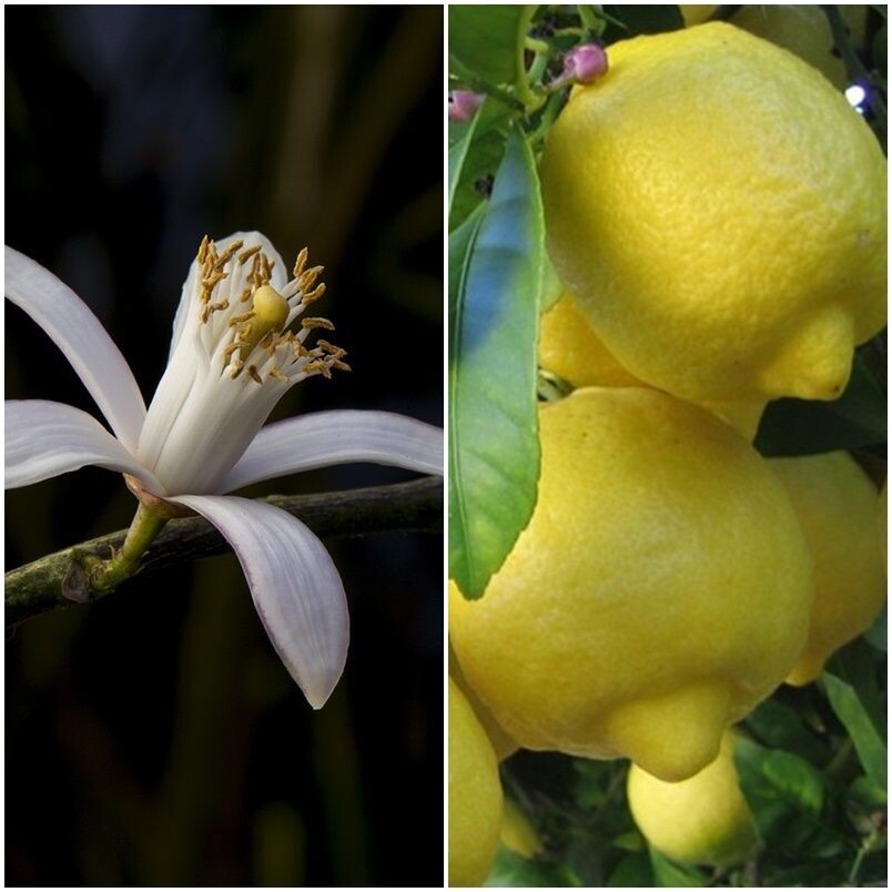 Limonero Eureka, Produce Limones Varias Veces al Año