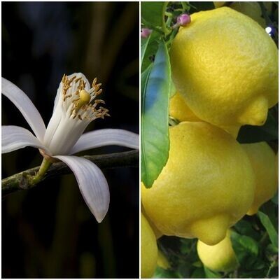 Limonero Eureka, Produce Limones Varias Veces al Año