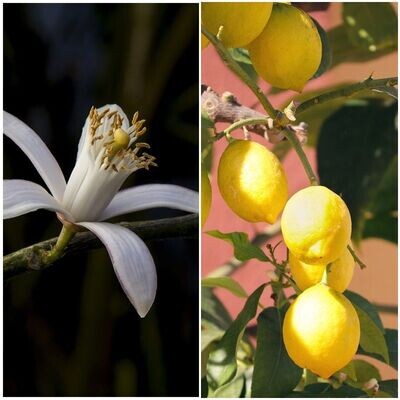 Limonero Fino. Característica frutos de Piel Fina