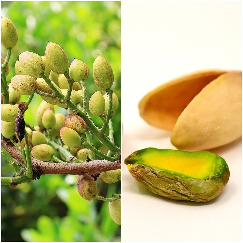 Planta de Pistachero Peter - Macho, Polinizador del Pistacho
