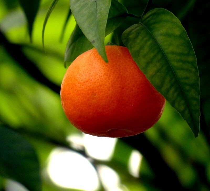 Naranjo Mandarina Satsuma Okitsu. Resistente al frio