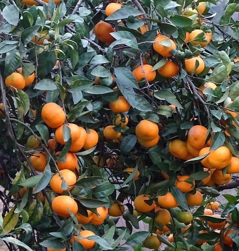 Naranjo Mandarina Satsuma Owari. Resistente al frio