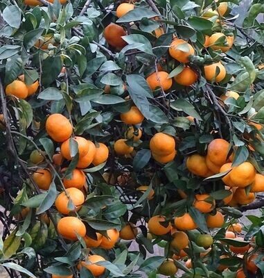 Naranjo Mandarina Satsuma Owari. Resistente al frio