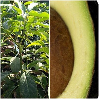 Planta Arbol Frutal de Aguacate Bacon. Resiste Frío