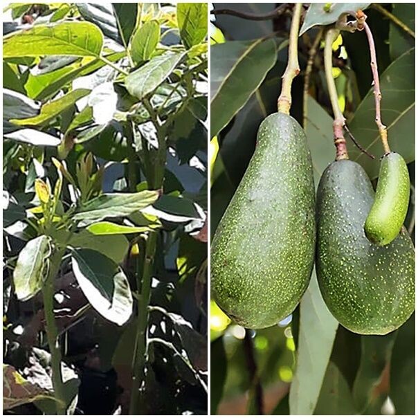 Planta Frutal Aguacate Fuerte. Resistente al Frío