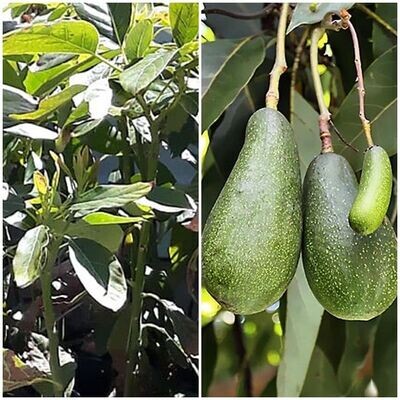 Planta Frutal Aguacate Fuerte. Resistente al Frío