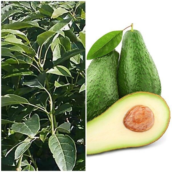 Planta Árbol Frutal Aguacate Reed. Frutos hasta 500 Gr