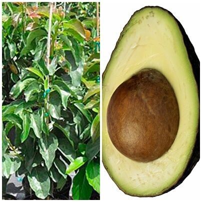 Planta Arbol Frutal de Aguacate Hass. 100 - 120 Cm