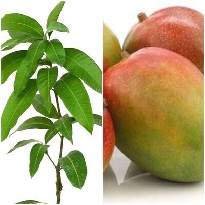 Planta Frutal Mango Kent. Frutos de 600 a 800 Gramos