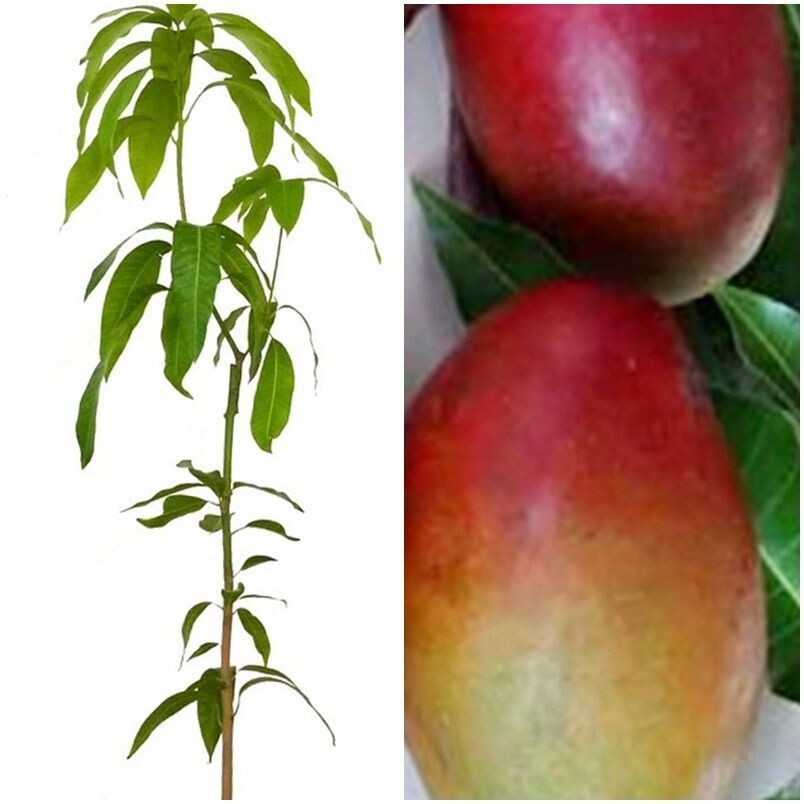 Planta Frutal Mango Palmer Rojo. Frutos Medianos