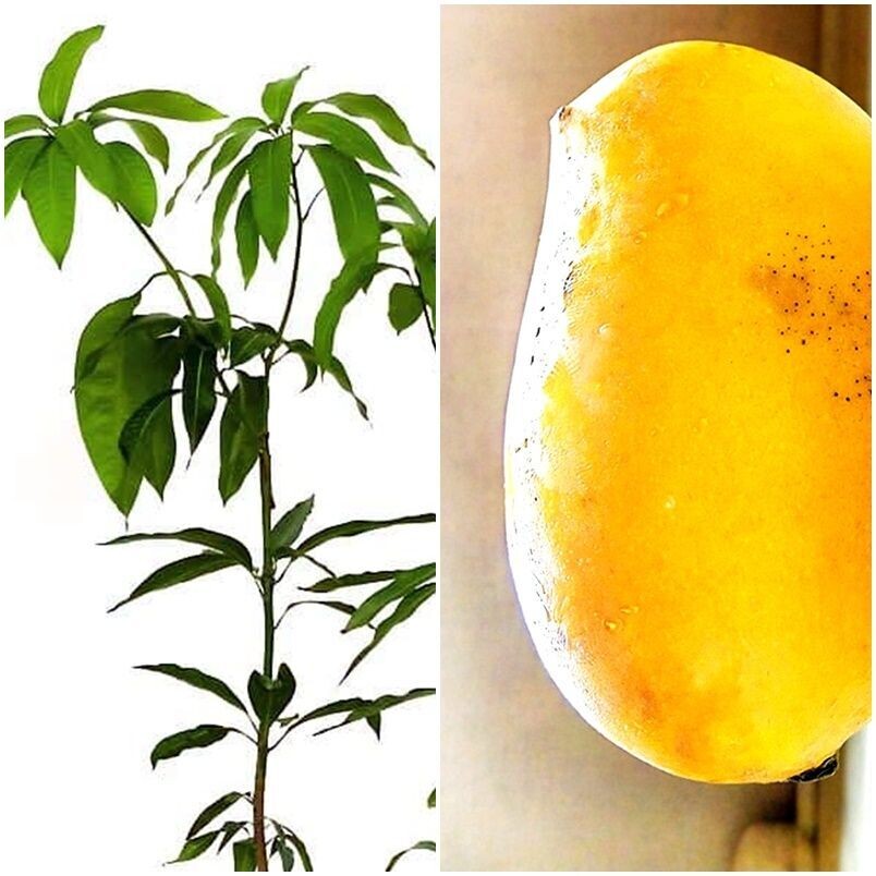 Planta frutal Mango Kensington Pride. Injertado