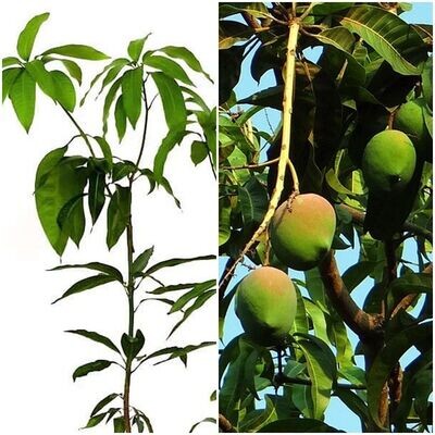 Planta Frutal Mango Keitt Injertado. Muy productivo
