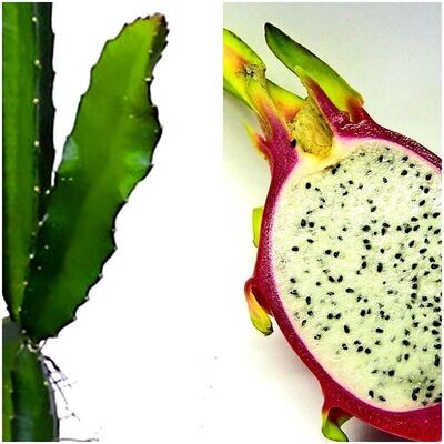 Planta Esqueje de Pitahaya enraizada