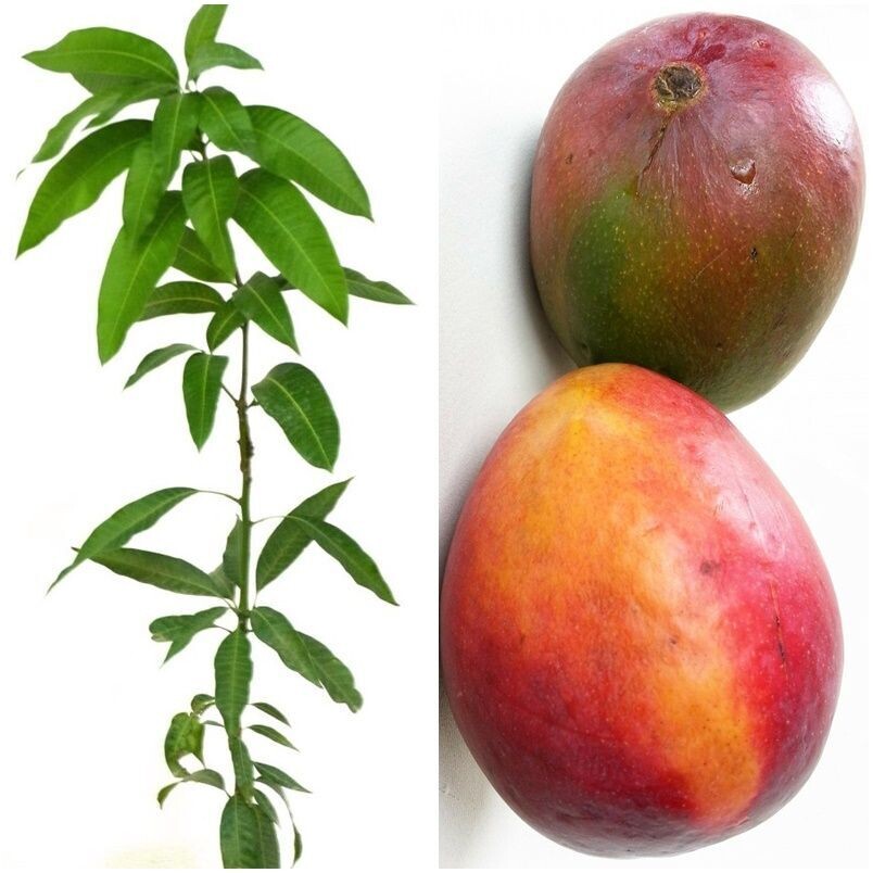 Planta Fruta Mango Irwin. Elevada Producción