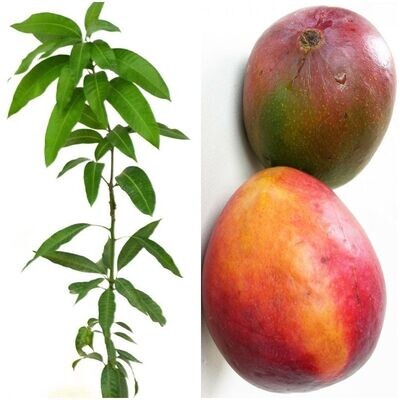 Planta Fruta Mango Irwin. Elevada Producción