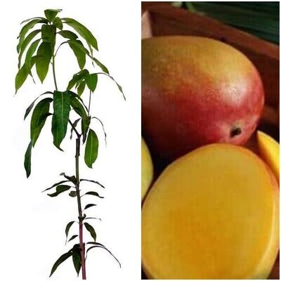 Planta Frutal Mango Sensation. Injertado. Tardío