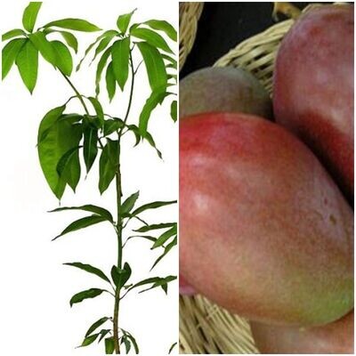 Arbol Planta Frutal Mango Variedad Osteen. Productivo
