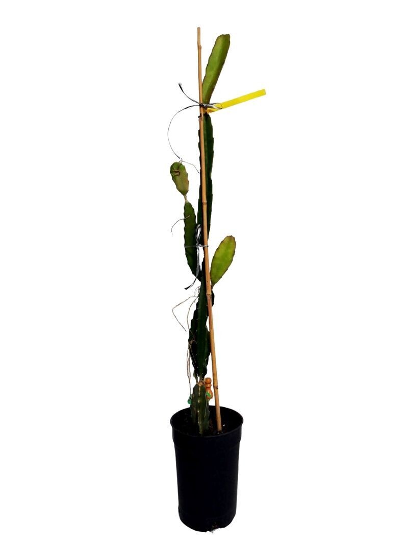 Planta de Pitahaya Fruto Rosado American Beauty