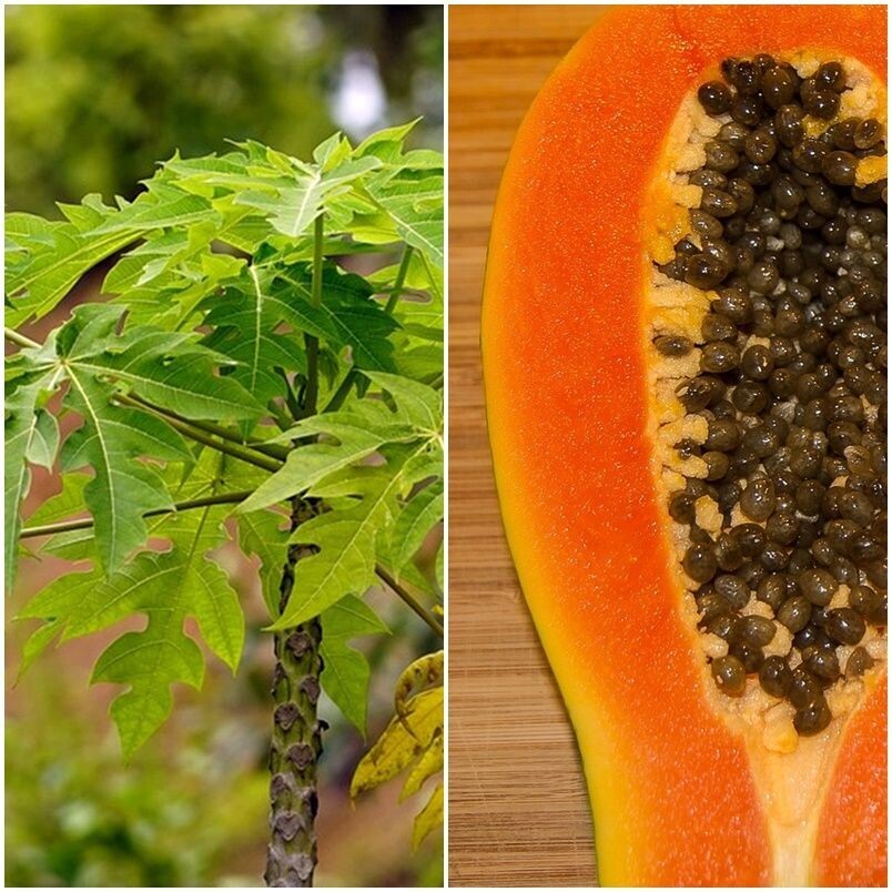 Planta frutal Papaya Sweet Sense. Frutos hasta 1,2 Kg