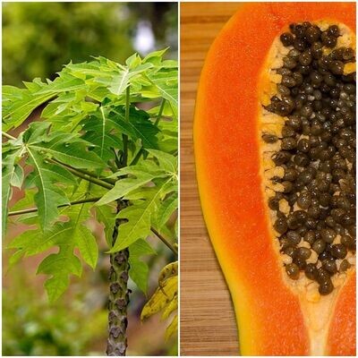 Planta frutal Papaya Sweet Sense. Frutos hasta 1,2 Kg