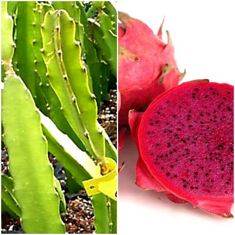Planta Frutal de Pitahaya Roja Costa Rica