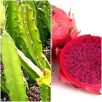Planta Frutal de Pitahaya Roja Costa Rica