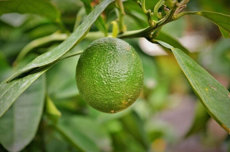 Citrus Latifolia. Lima. 100-120 cm