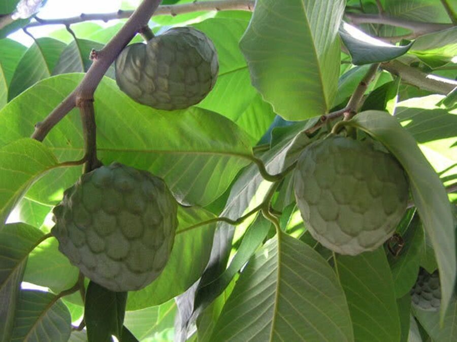 Chirimoyo, Chirimoya Annona Cherimola. 2 Años