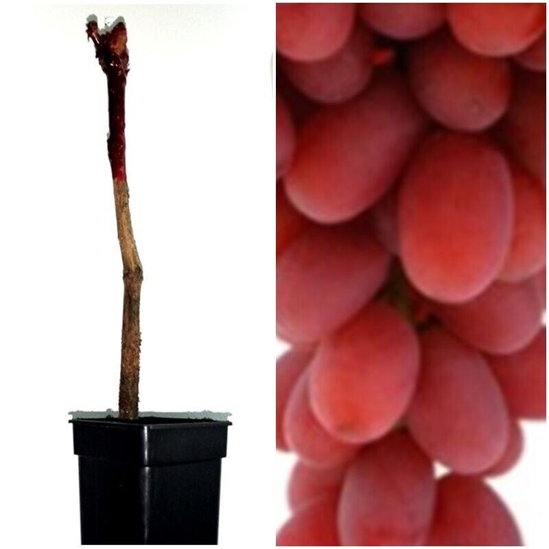Planta Parra Uva de Mesa Roja Crimson. Sin Pepitas