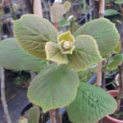 Planta Kiwi Hayward Hembra. Polinizar con Macho Atlas. 30-40 Cm