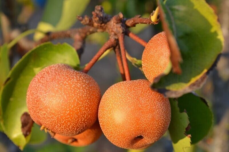 Planta Nashi. Pyrus pyrifolia. Pera asiatica. 120 cm