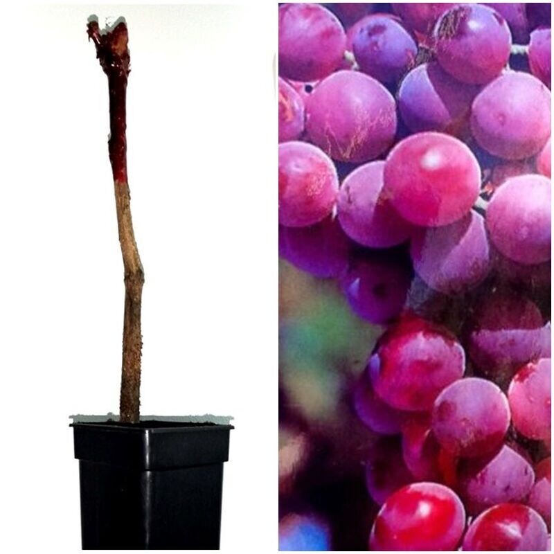 Planta de Frutal UVA de MESA Red Globe, Parra, Vitis