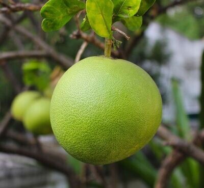 Planta Limón de mano de Buda. Citrus medica. 50 - 60 cm